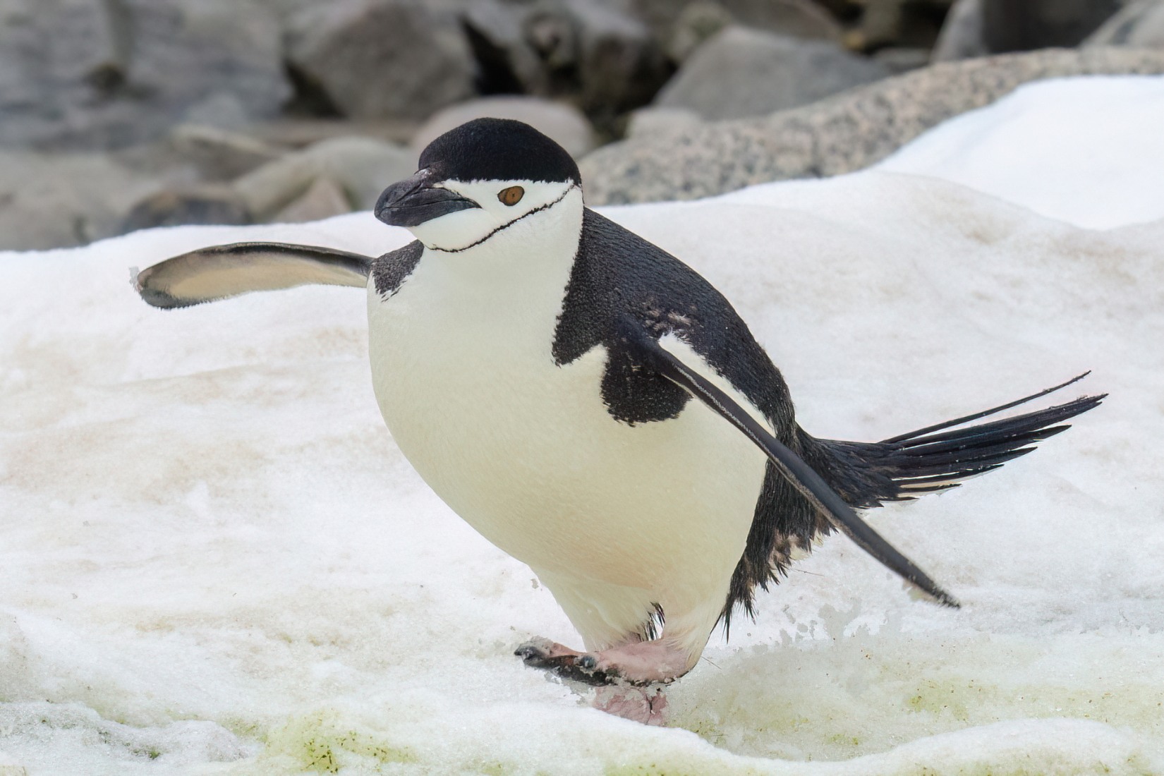 Are Penguins Birds?